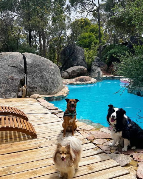 A Paradise For Dogs And A Magical Retreat For Hoomans - Australia Accommodation 1