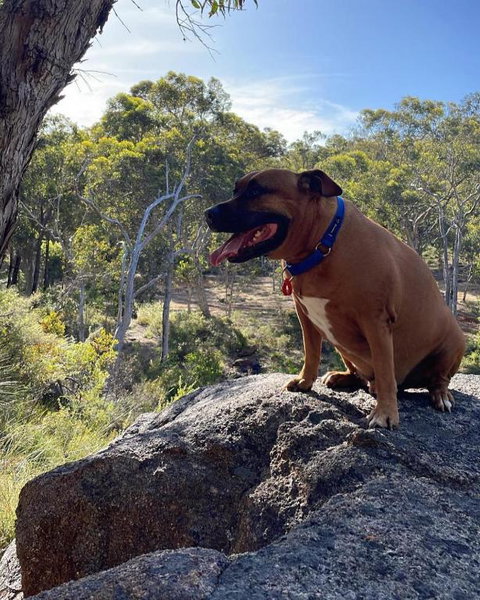 A Paradise For Dogs And A Magical Retreat For Hoomans - Australia Accommodation 3