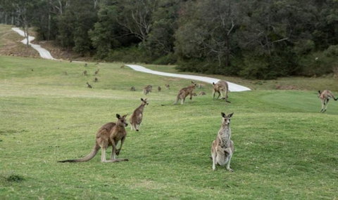 Anglesea River Apartment 22 - Australia Accommodation 4