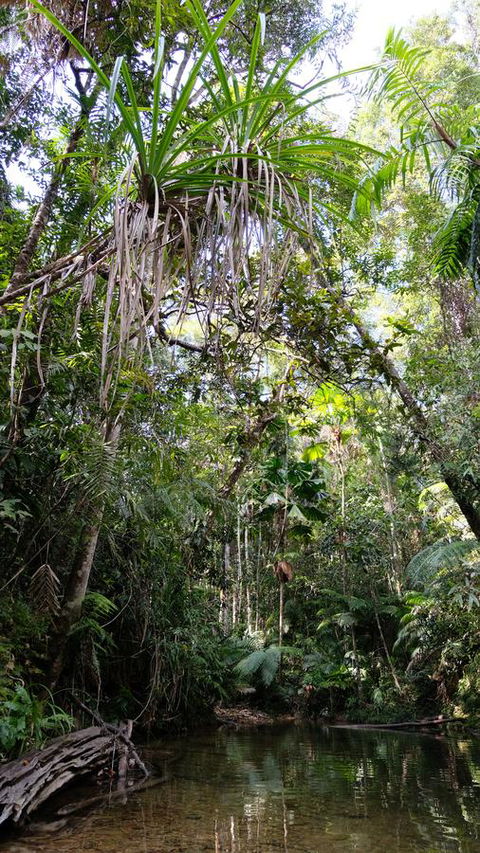 Daintree Manor B&B - Australia Accommodation 7