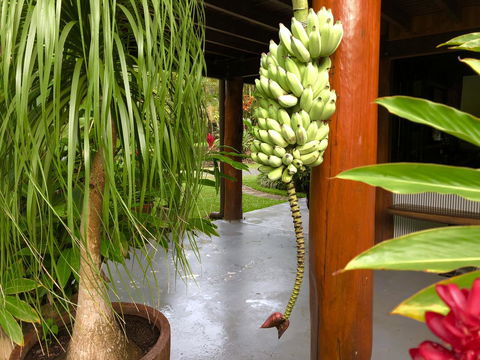 Daintree Manor B&B - Australia Accommodation 10