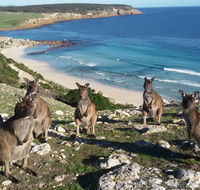 Waves  Wildlife Cottages Kangaroo Island - Australia Accommodation