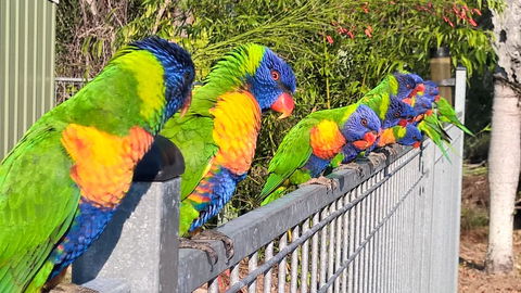 Magnetic Island Bed And Breakfast - Australia Accommodation 6