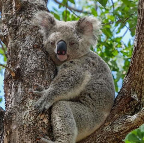 Magnetic Island Guest House - Australia Accommodation 11
