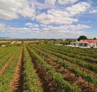 1837 Barossa Luxury Vineyard Cottages - Australia Accommodation