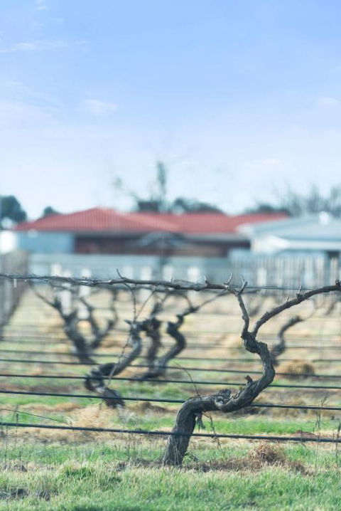 Crimson Ridge - Wines, Vines And Dine - Australia Accommodation 1