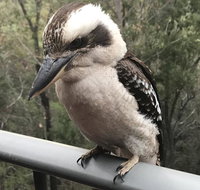 424 Trees - Australia Accommodation