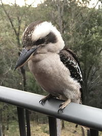 Book Tallebudgera Accommodation Vacations Australia Accommodation Australia Accommodation