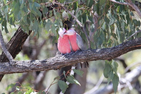Glenaven Country Escape - Australia Accommodation 4