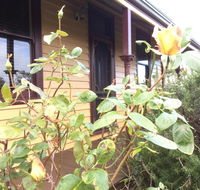 Albion Cottage - Australia Accommodation