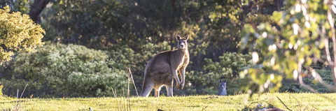 Alkina Lodge - Great Ocean Road - Australia Accommodation 3
