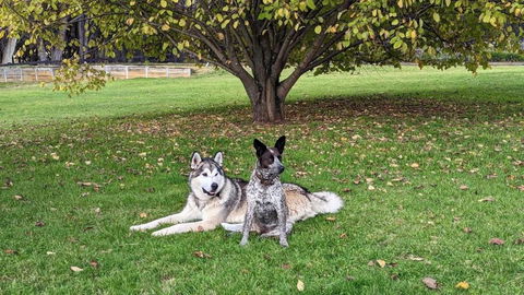Mountain Culture Farm Stay - Pet Friendly - Australia Accommodation 2