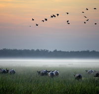 Bamurru Plains - Australia Accommodation