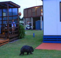 BIG4 Kelso Sands Holiday  Native Wildlife Park - Australia Accommodation