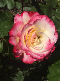 Book Yarck Accommodation Vacations Australia Accommodation Australia Accommodation