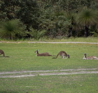 Yanchep  Lancelin - Wildlife Cave And Sands - Australia Accommodation