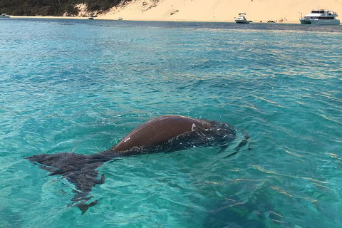 Cruise In Moreton Bay Marine Park And Moreton Island - Australia Accommodation 2