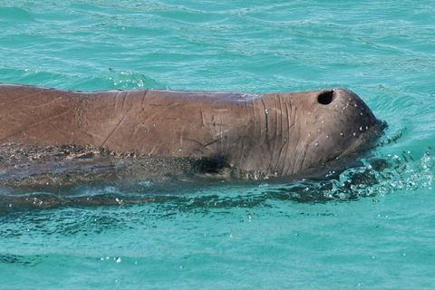 Cruise In Moreton Bay Marine Park And Moreton Island - Australia Accommodation 3
