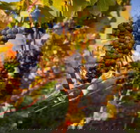 Full Day Tamar Valley Wine Tour - Australia Accommodation