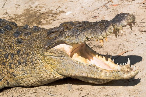 4-Day Cairns Ultimate Combo: Daintree Rainforest, Reef, Kuranda & Paronella Park - Australia Accommodation 0