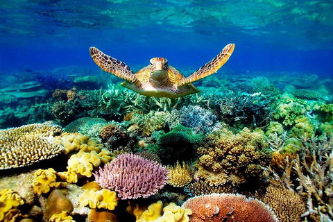 4-Day Cairns Ultimate Combo: Daintree Rainforest, Reef, Kuranda & Paronella Park - Australia Accommodation 3