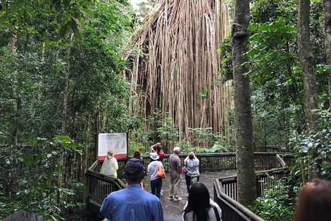 4-Day Cairns Ultimate Combo: Daintree Rainforest, Reef, Kuranda & Paronella Park - Australia Accommodation 5