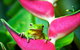 Cape Tribulation, Mossman Gorge, And Daintree Rainforest Premium Day Tour - thumb 0
