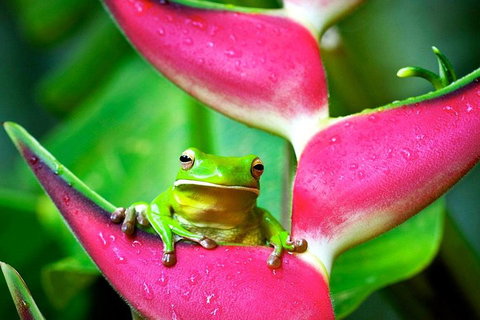 Cape Tribulation, Mossman Gorge, And Daintree Rainforest Premium Day Tour - Australia Accommodation 0