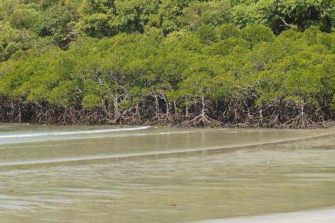 Cape Tribulation, Mossman Gorge, And Daintree Rainforest Premium Day Tour - Australia Accommodation 4