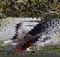 Full Day Tour in the Daintree - Australia Accommodation