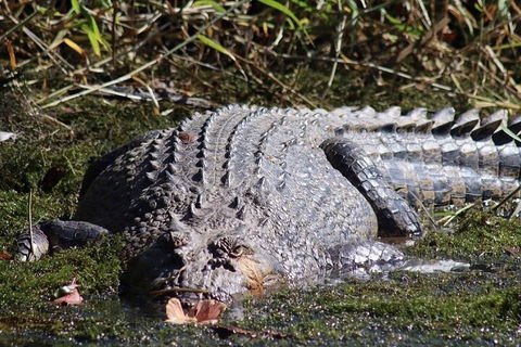 Full Day Tour In The Daintree - Australia Accommodation 0