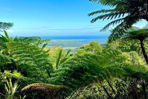 Full Day Tour In The Daintree - Australia Accommodation 5