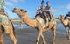 Broome Pre-sunset Camel Tour 30 Minutes - thumb 3