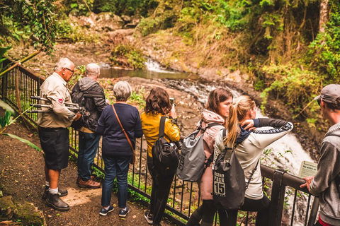 Full-day Springbrook National Park Tour From The Gold Coast - Australia Accommodation 0