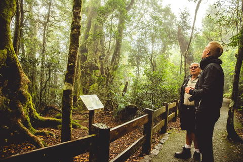 Full-day Springbrook National Park Tour From The Gold Coast - Australia Accommodation 1