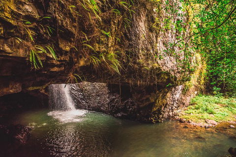 Full-day Springbrook National Park Tour From The Gold Coast - Australia Accommodation 4