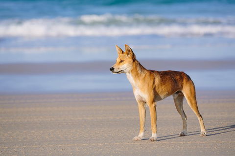 Fraser Island 4WD Tour From Rainbow Beach - Australia Accommodation 2