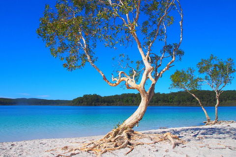 Fraser Island 4WD Tour From Rainbow Beach - Australia Accommodation 5