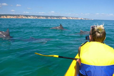 Kayak With Dolphins And 4WD Great Beach Drive Day Trip From Noosa - Australia Accommodation 1