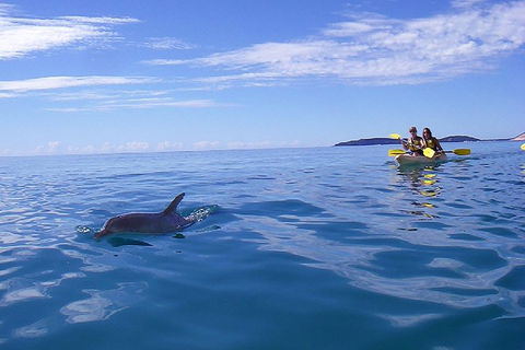 Kayak With Dolphins And 4WD Great Beach Drive Day Trip From Noosa - Australia Accommodation 2