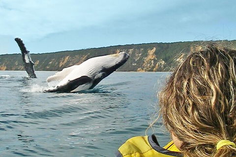 Kayak With Dolphins And 4WD Great Beach Drive Day Trip From Noosa - Australia Accommodation 3