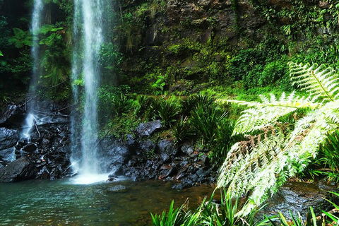 Private Tour - Rainforest & Waterfalls Extravaganza - Australia Accommodation 1