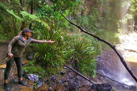 Private Tour - Rainforest & Waterfalls Extravaganza - Australia Accommodation 4