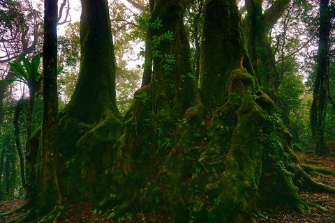 Private Tour - Rainforest & Waterfalls Extravaganza - Australia Accommodation 5