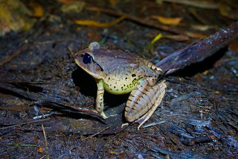 Glow Worms Private Tour - Nocturnal Rainforest Walk - Australia Accommodation 0