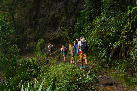 Glow Worms Private Tour - Nocturnal Rainforest Walk - Australia Accommodation 1