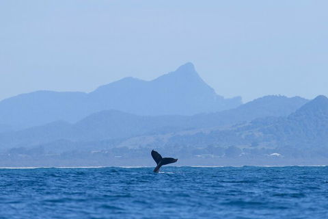 The Byron Bay Sea Kayak Tour - Australia Accommodation 0