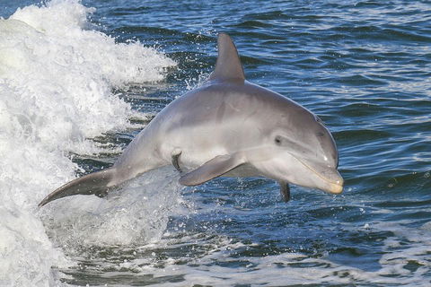 Noosa Oceanrider Scenic Dolphin Safari - Australia Accommodation 0