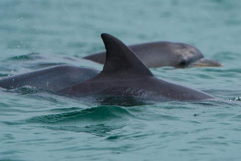 Noosa Oceanrider Scenic Dolphin Safari - Australia Accommodation 1