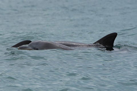 Noosa Oceanrider Scenic Dolphin Safari - Australia Accommodation 3